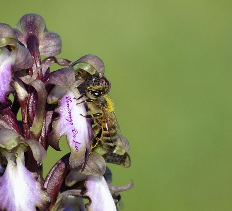 Apis mellifera